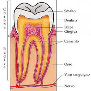 Composizione dello smalto dei denti Composizione dello smalto dei denti