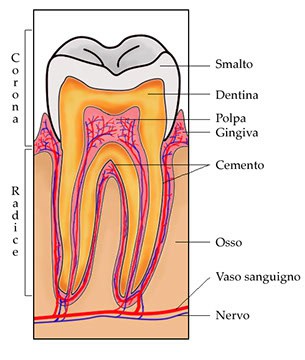 Composizione dello smalto dei denti