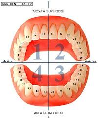 Immagine di un modello di arcata dentale superiore e inferiore.